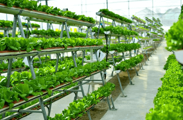 Vertical Farming At Home - Benefits, Equipment And Costs | CivilString